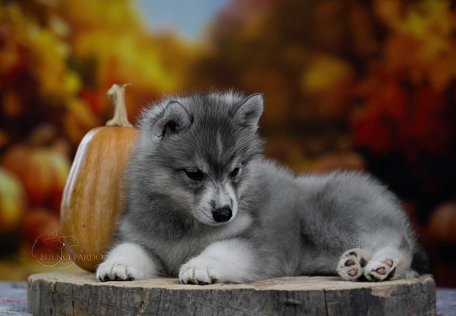 Щенки сибирского хаски из питомника. Питомник собак Акита, Хаски, Корги