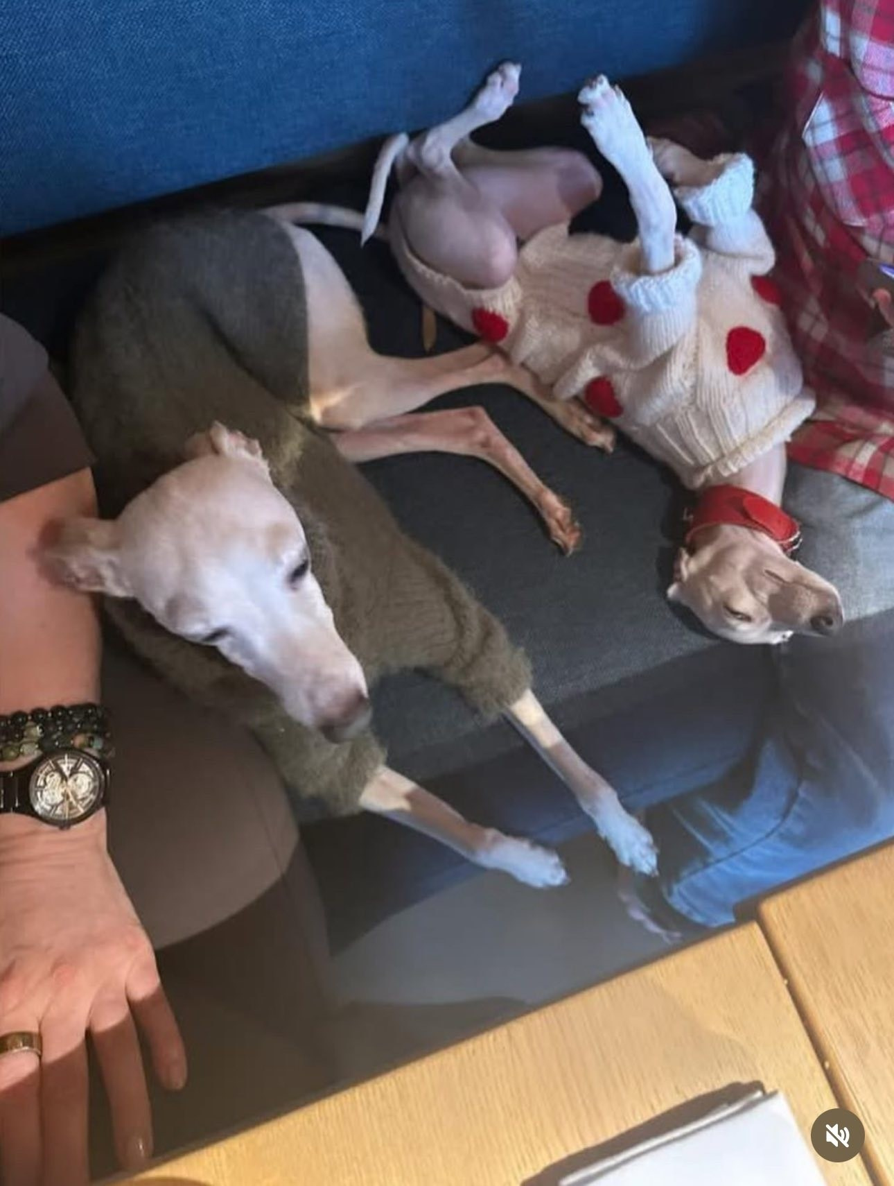 Профессиональный питомник левреток РКФ/FCI ASTI SAPPHIRE 💎 Сочи|Санкт-Петербург