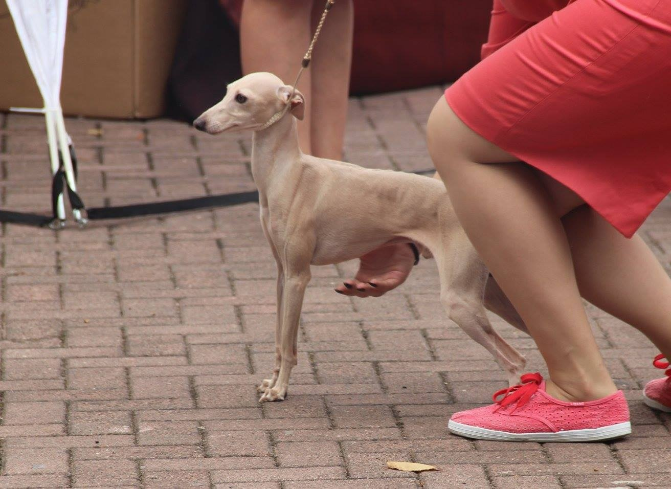 Организация монопородной выставки. Профессиональный питомник левреток РКФ/FCI ASTI SAPPHIRE 💎 Сочи|Санкт-Петербург