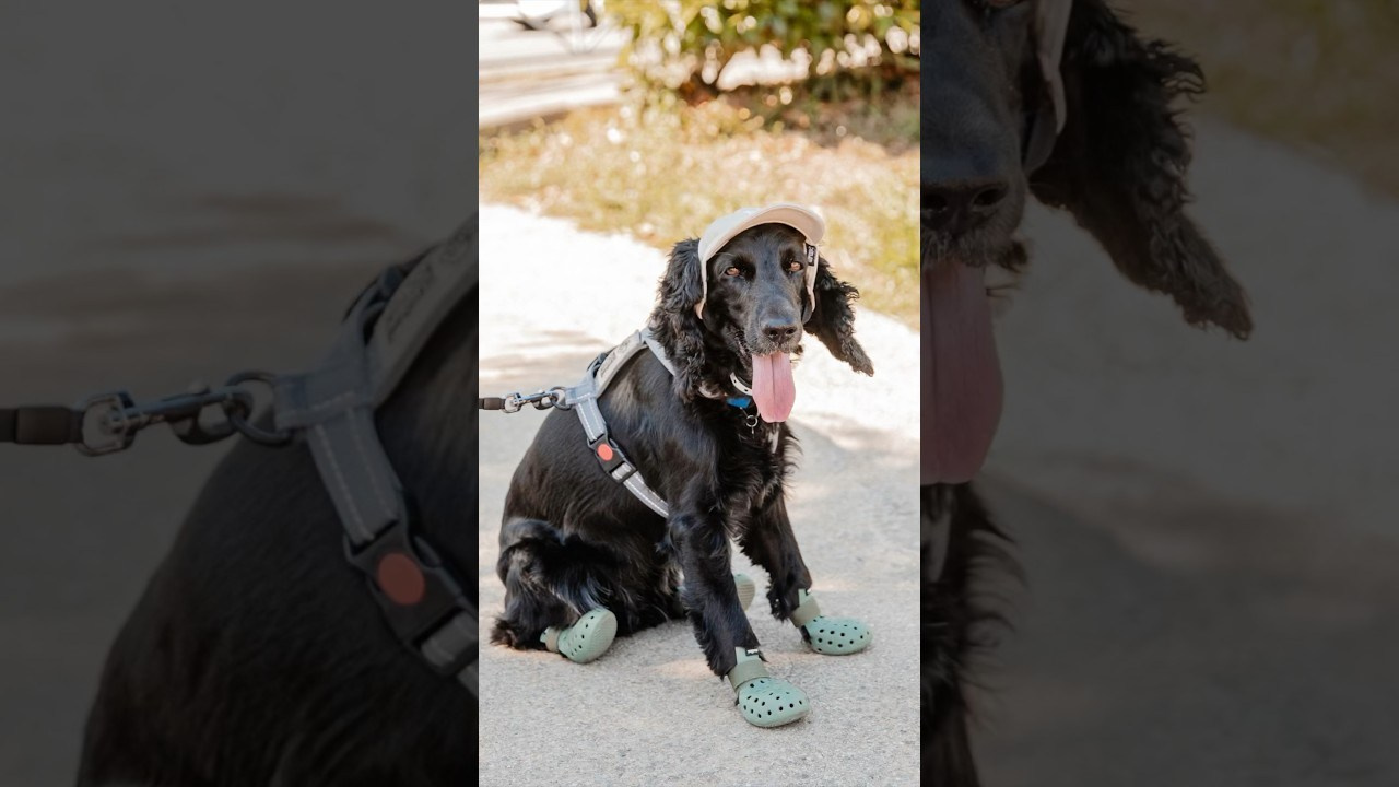 Профессиональный свадебный фотограф в Сочи для вашего идеального дня. Свадебный фотограф в Абхазии, Сухум, Гагра, Сочи