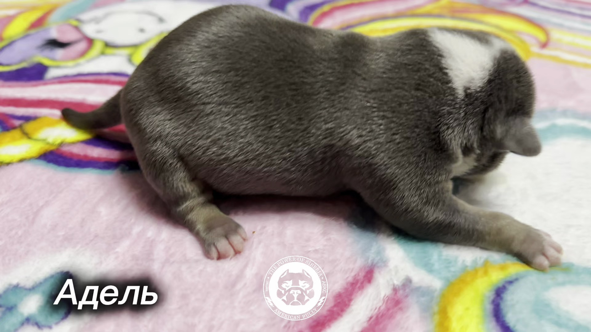 Все свободные щенки. Американский Булли в г. Ростов-на-Дону. Питомник THE POWER OF SIBERIA