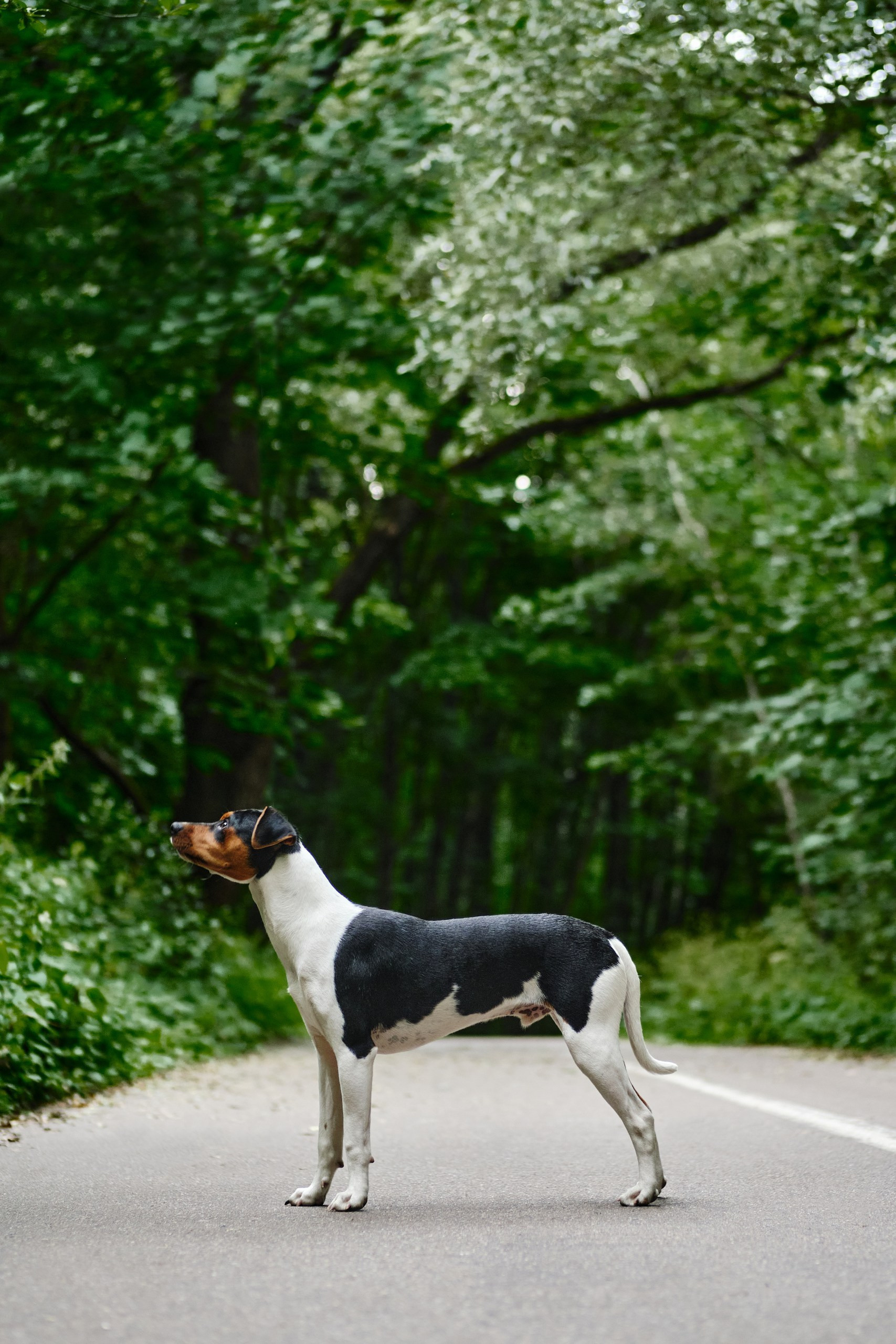 Фотограф животных в Москве и Московской области. Профессиональный фотограф в Москве — Максим Дьяконов