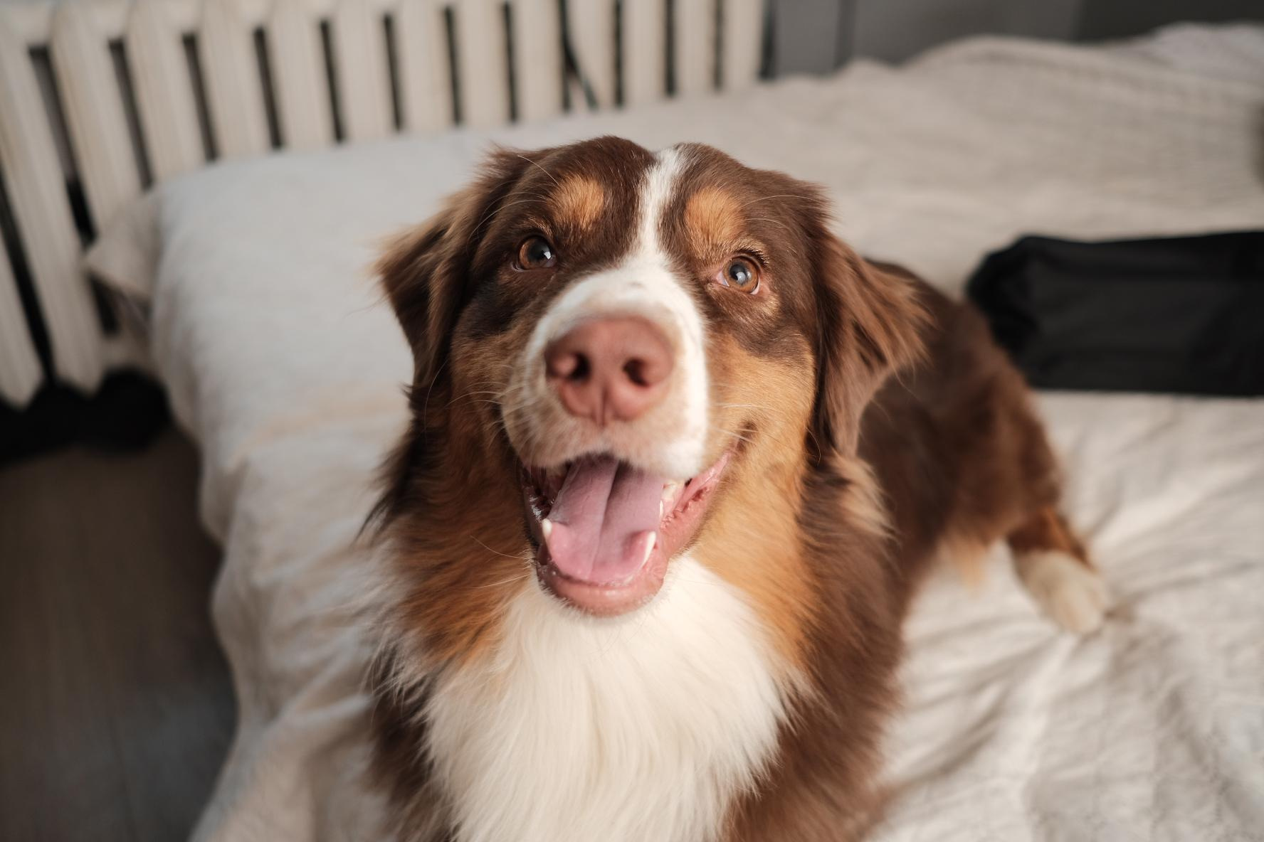 Фотограф животных в Москве и Московской области. Профессиональный фотограф в Москве — Максим Дьяконов