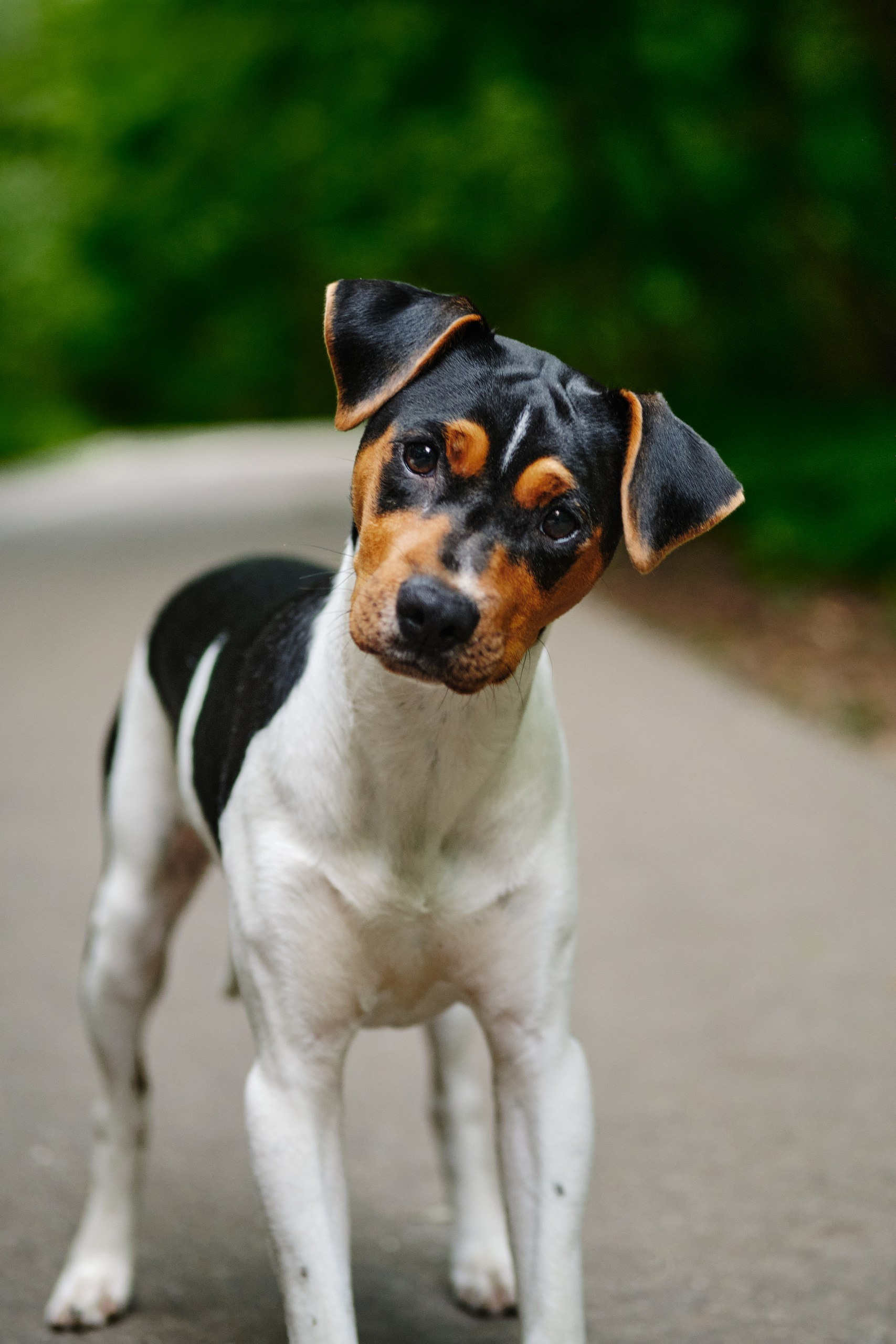 Фотограф животных в Москве и Московской области. Профессиональный фотограф в Москве — Максим Дьяконов