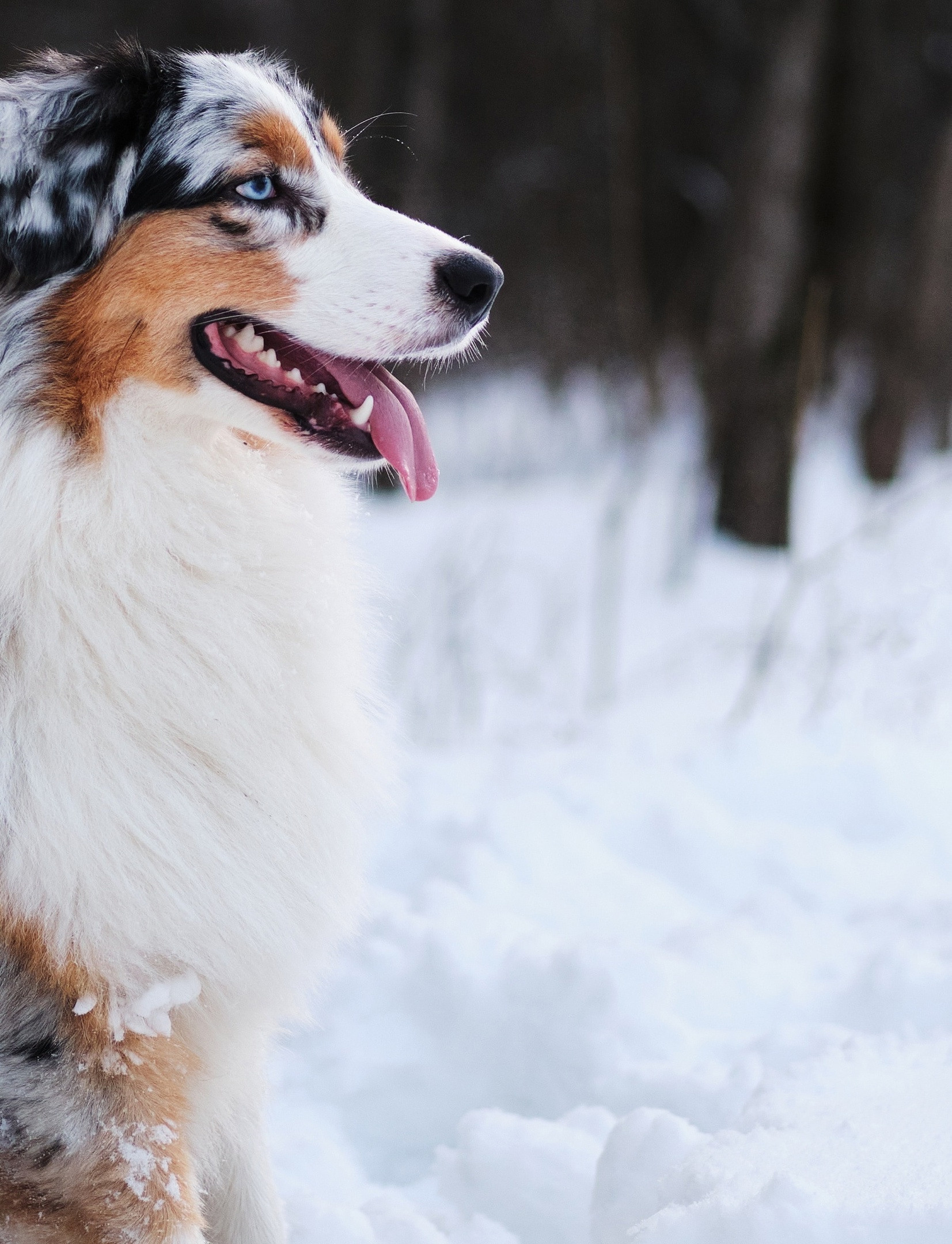 Фотограф животных в Москве и Московской области. Профессиональный фотограф в Москве — Максим Дьяконов