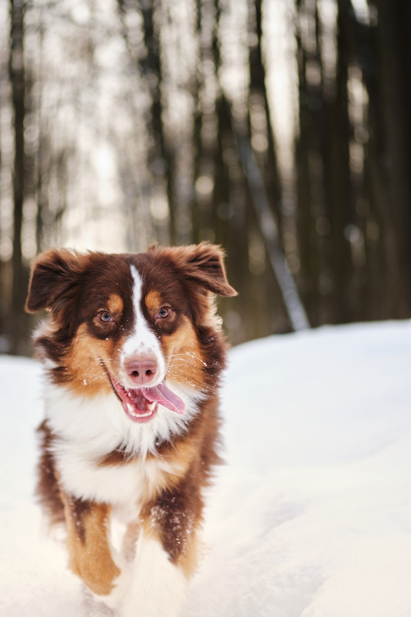 Фотограф животных в Москве и Московской области. Профессиональный фотограф в Москве — Максим Дьяконов