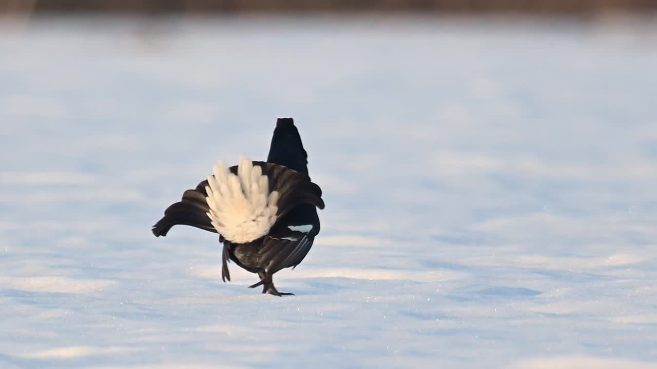 Олени и тетерева. Видео с тока. Wildlife photography by Sergey Puponin