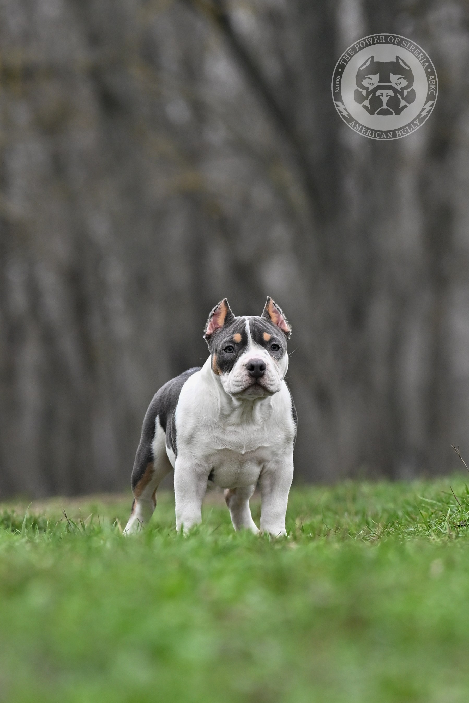 Помет Каспер и Айси. 07.08.25. Американский Булли в г. Ростов-на-Дону. Питомник THE POWER OF SIBERIA