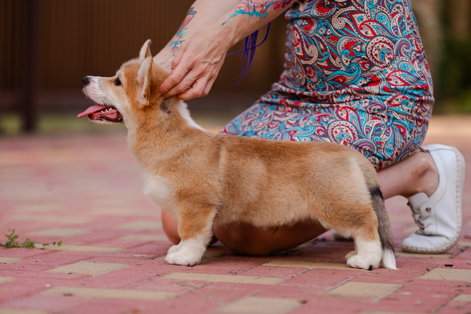 Щенки вельш корги пемброк из питомника. Питомник собак Акита, Хаски, Корги