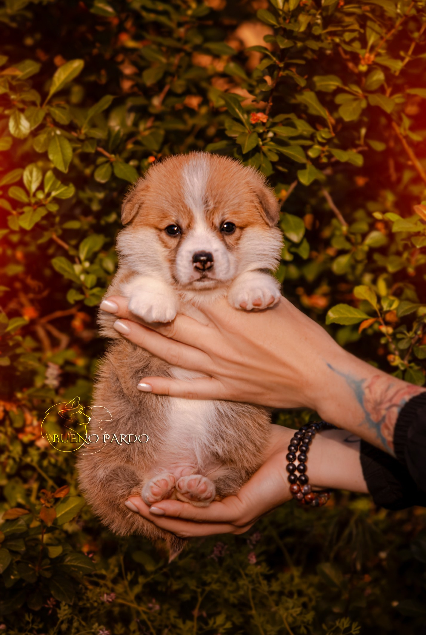 Щенки вельш корги пемброк из питомника. Питомник собак Акита, Хаски, Корги