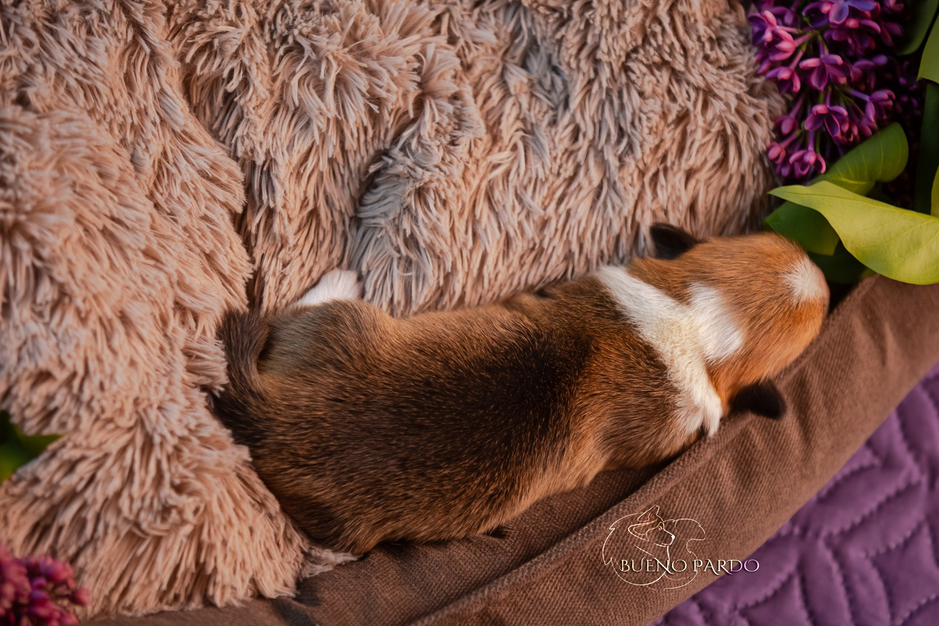 Щенки вельш корги пемброк из питомника. Питомник собак Акита, Хаски, Корги