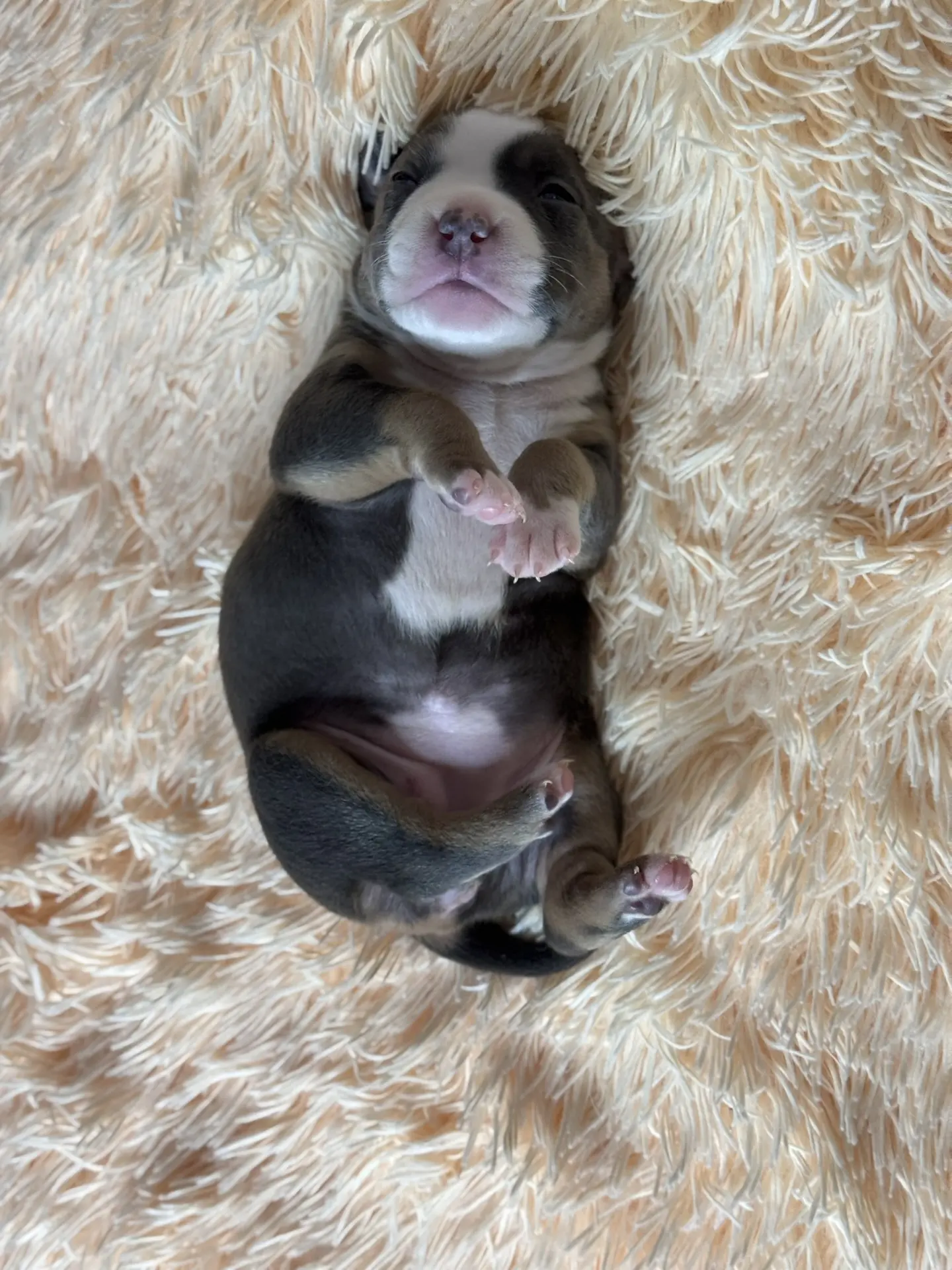 Свободные щенки Американский Булли стандарт и Свободные щенки Американский Булли классик. Американский Булли в г. Ростов-на-Дону. Питомник THE POWER OF SIBERIA