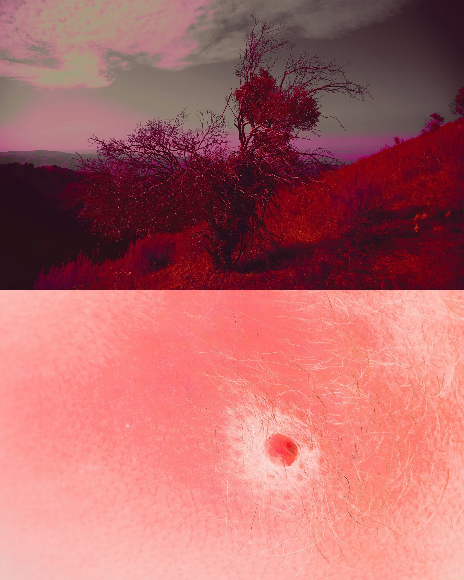 Яблоко. Катерина Малама арт-фотограф