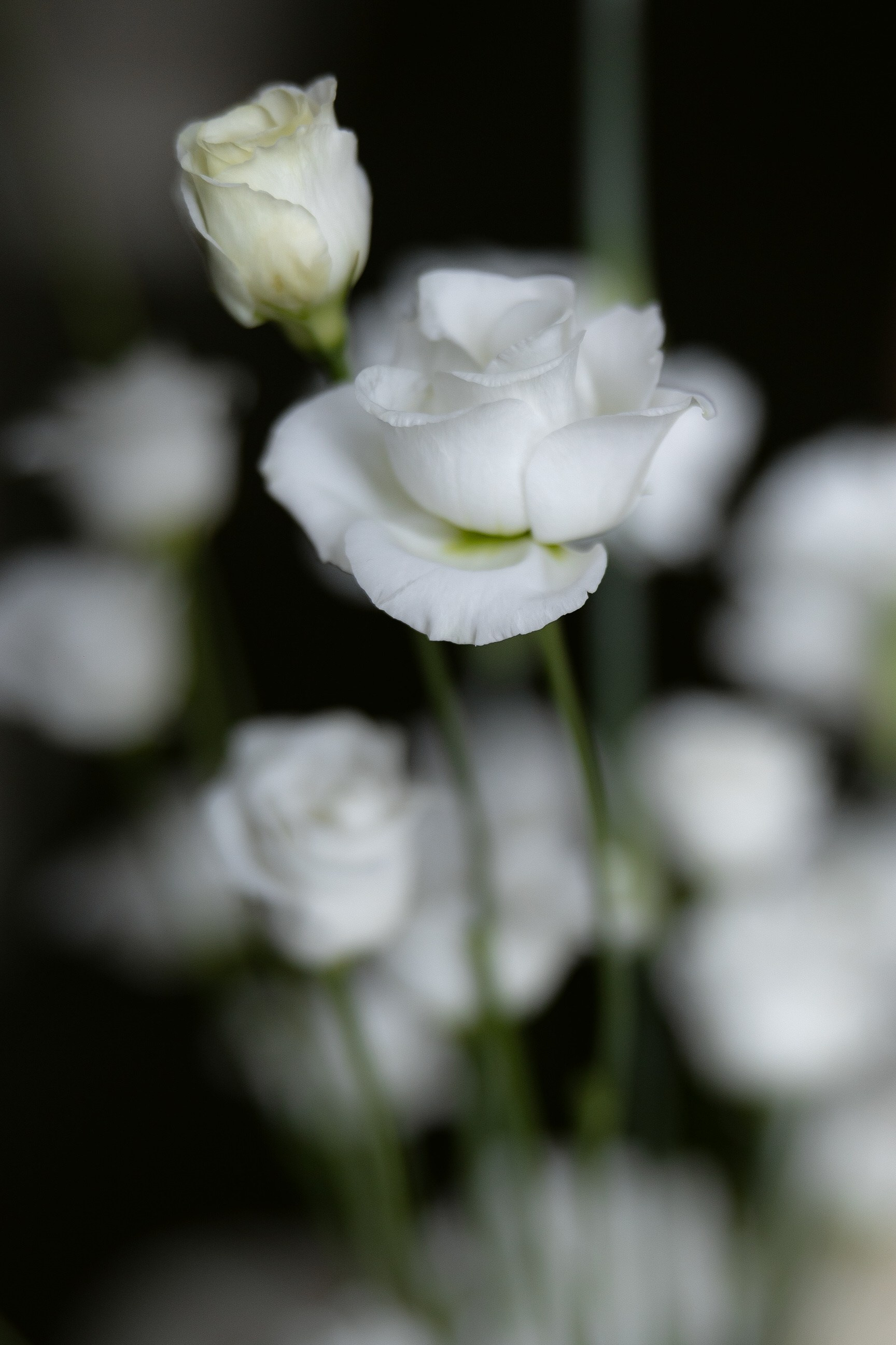 Татьяна & Дмитрий. Yura Rush Свадебный фотограф Тюмень