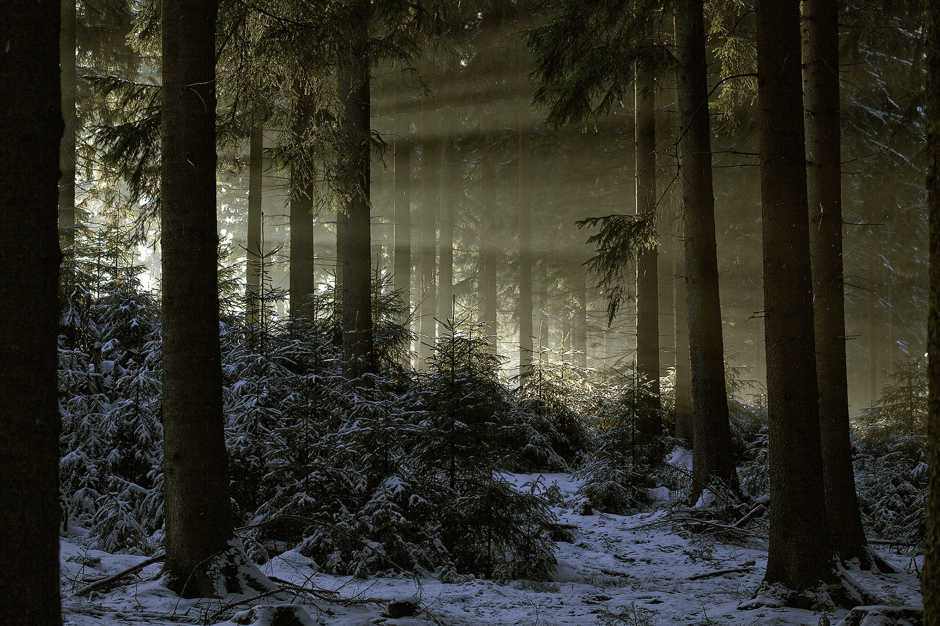 Atmospheric landscapes, horses, butterfies. Alexander Kozhukhov