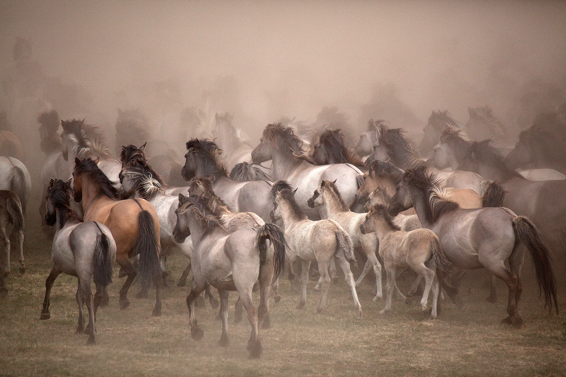 Atmospheric landscapes, horses, butterfies. Alexander Kozhukhov