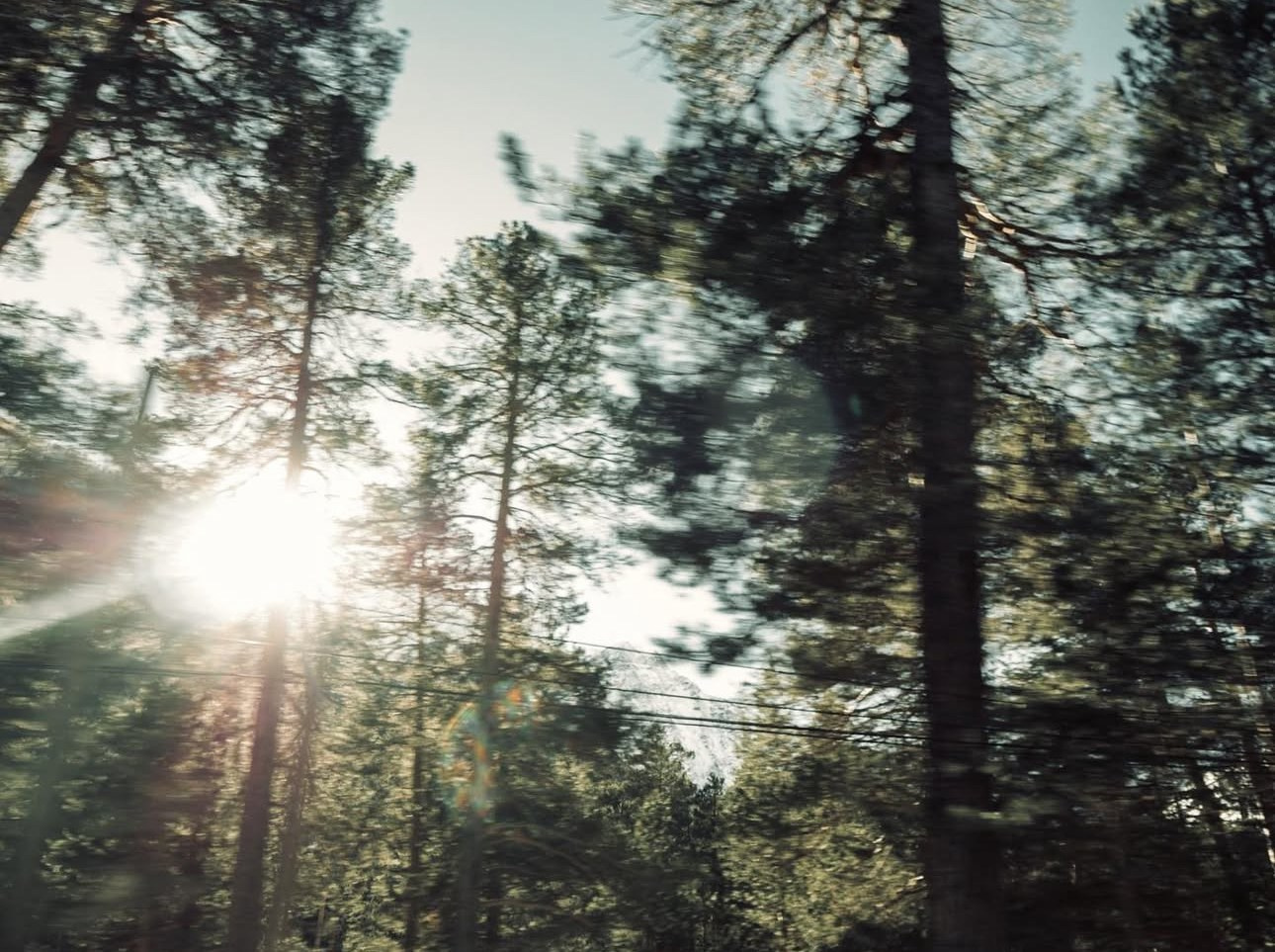 Виолетта Скрипка