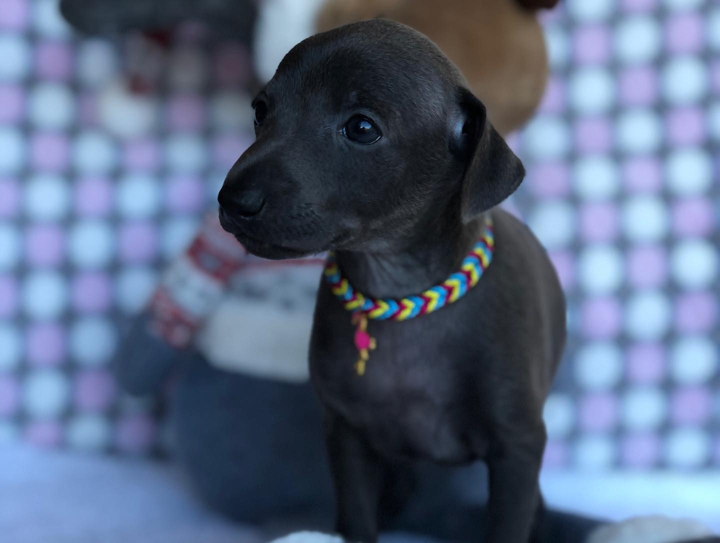 Весенние крошки. Профессиональный питомник левреток РКФ/FCI ASTI SAPPHIRE 💎 Сочи|Санкт-Петербург