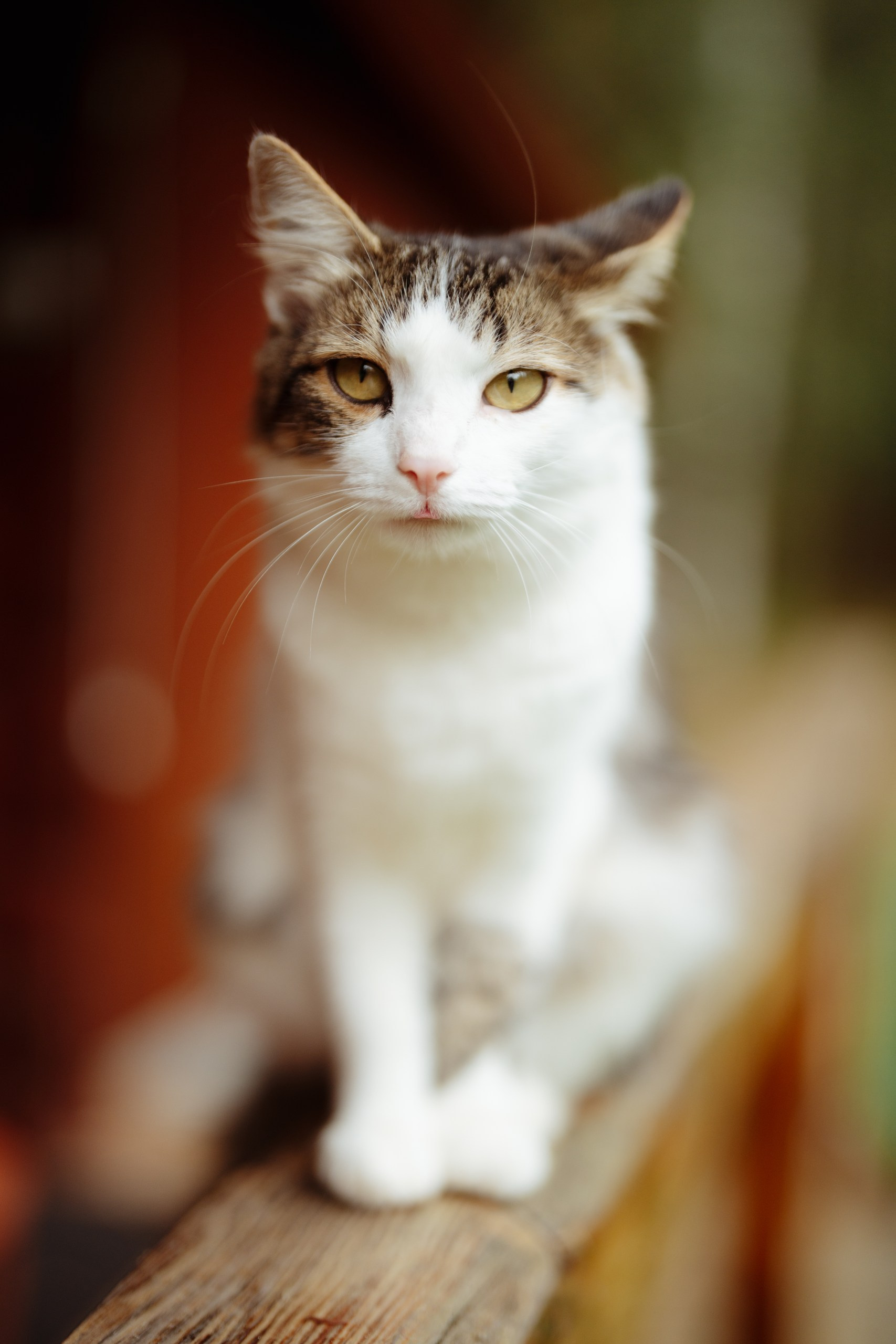 Сюжет № 11|Виктория Алексеенко