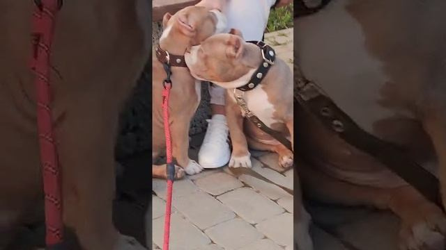 Дети Зидана. ПИТОМНИК СОБАК ПОРОДЫ АМЕРИКАНСКИЙ БУЛЛИ