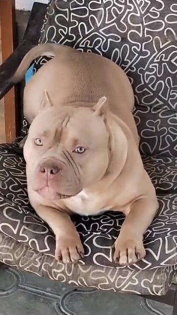 Булли покет сука Глория. ПИТОМНИК СОБАК ПОРОДЫ АМЕРИКАНСКИЙ БУЛЛИ