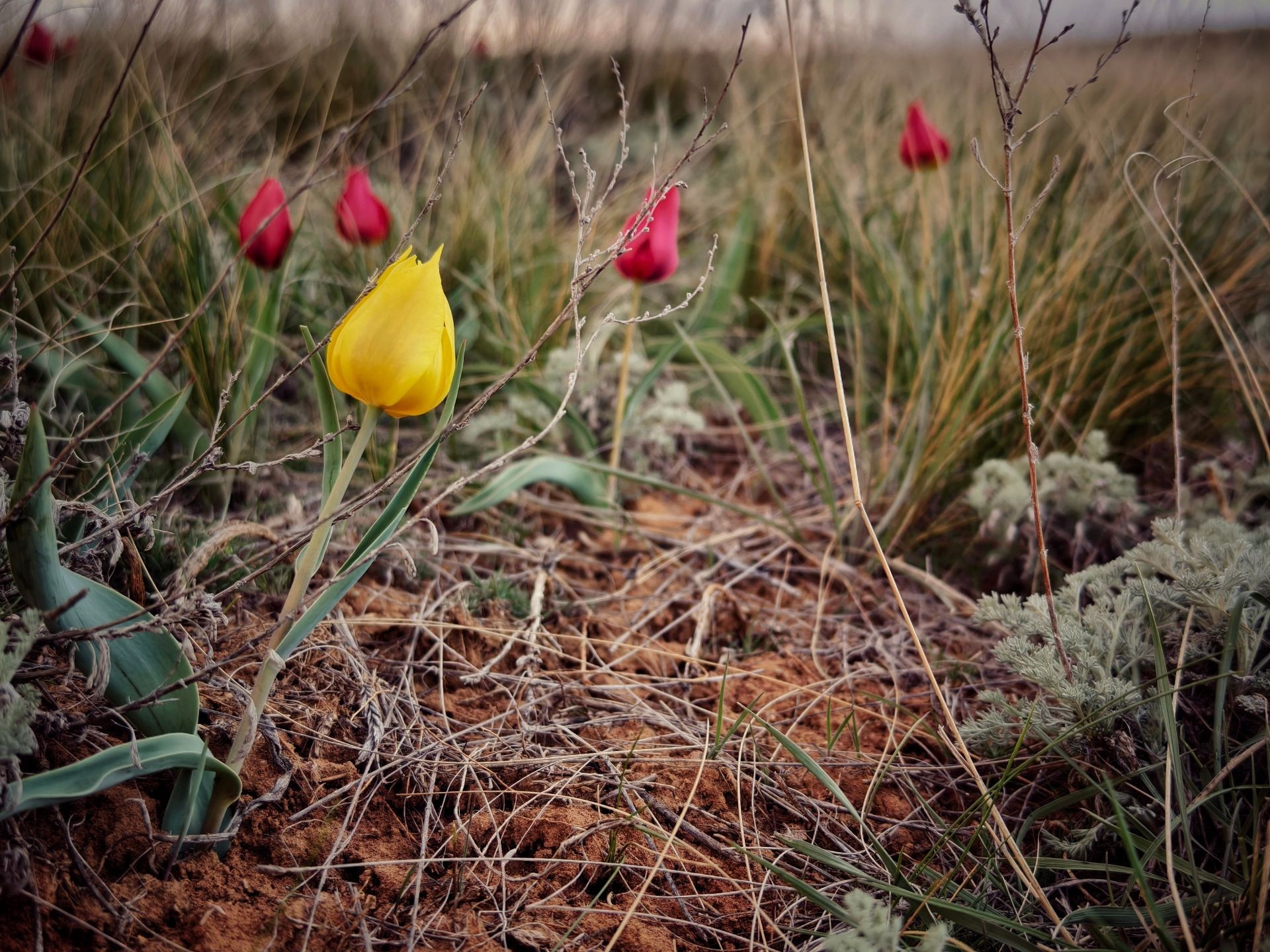 Жёлтый тюльпан среди красных в степи, окружённый сухой травой и редкой растительностью