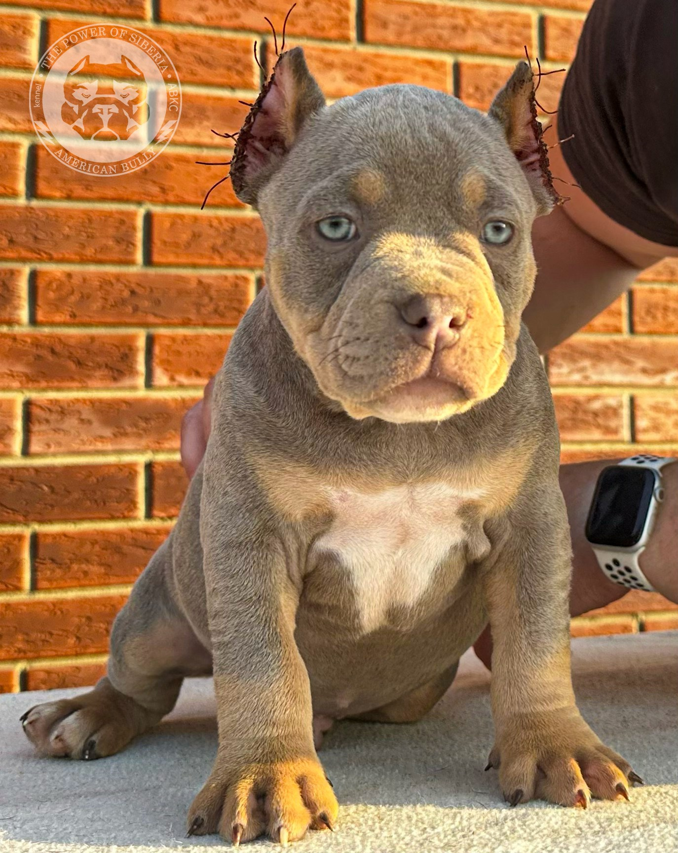 Помет Каспер и Тагира. 21.04.25. Американский Булли в г. Ростов-на-Дону. Питомник THE POWER OF SIBERIA