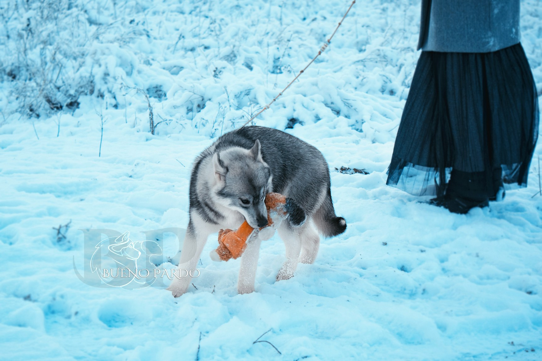 Щенки сибирского хаски из питомника. Питомник собак Акита, Хаски, Корги