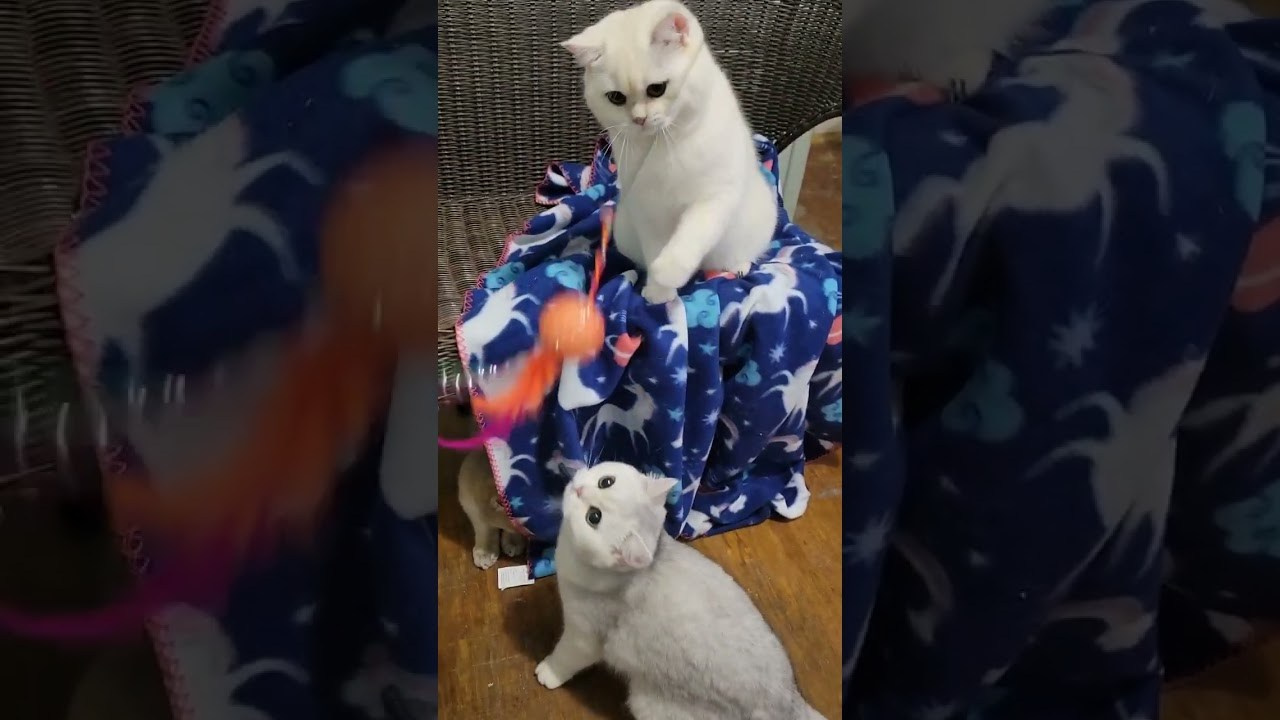 (6) Male, DB: 05.01.23, sold. British shorhair Cats