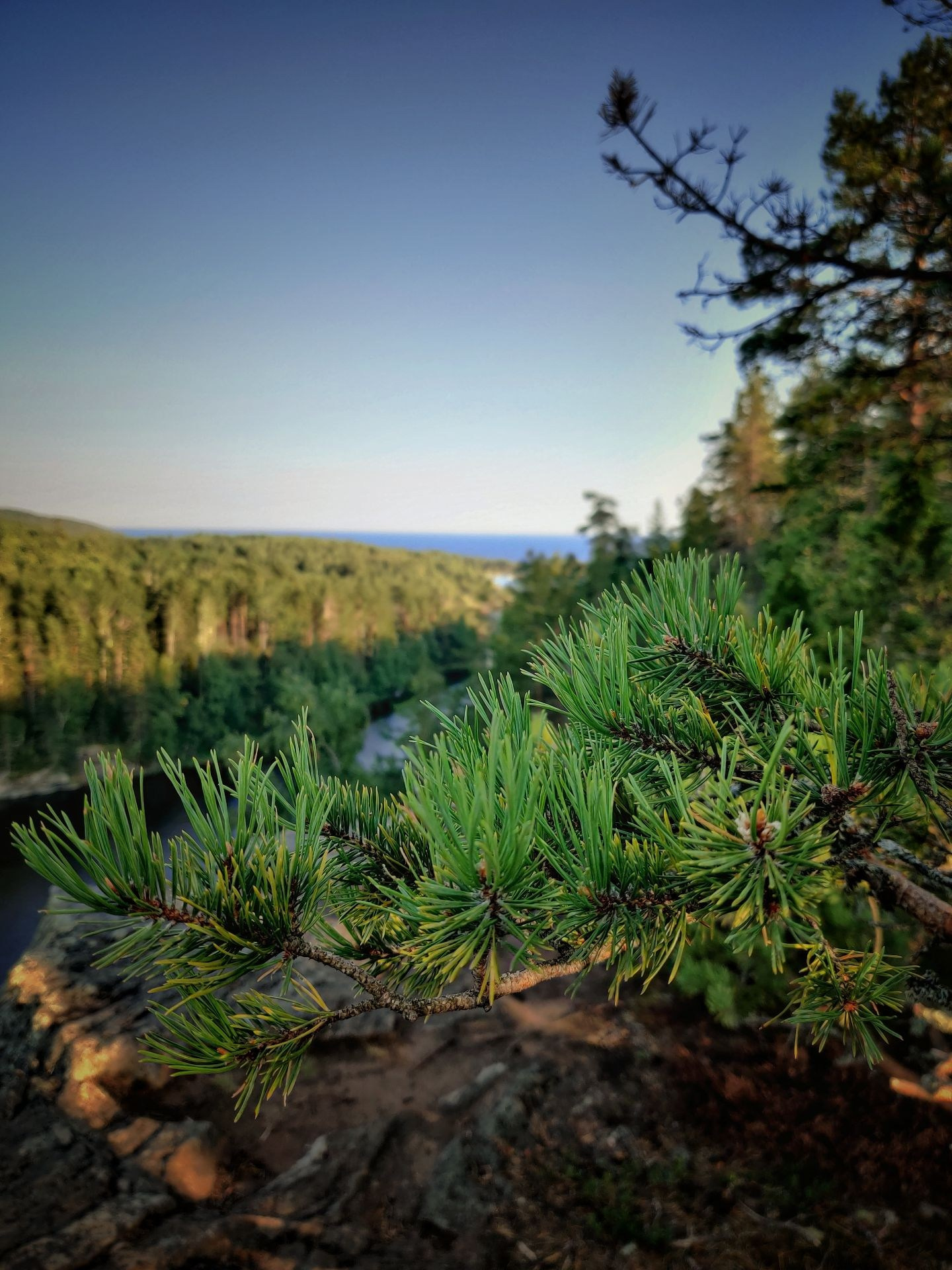 Ветка сосны на фоне скал и Ладожского озера, остров Карнетсаари, Карелия