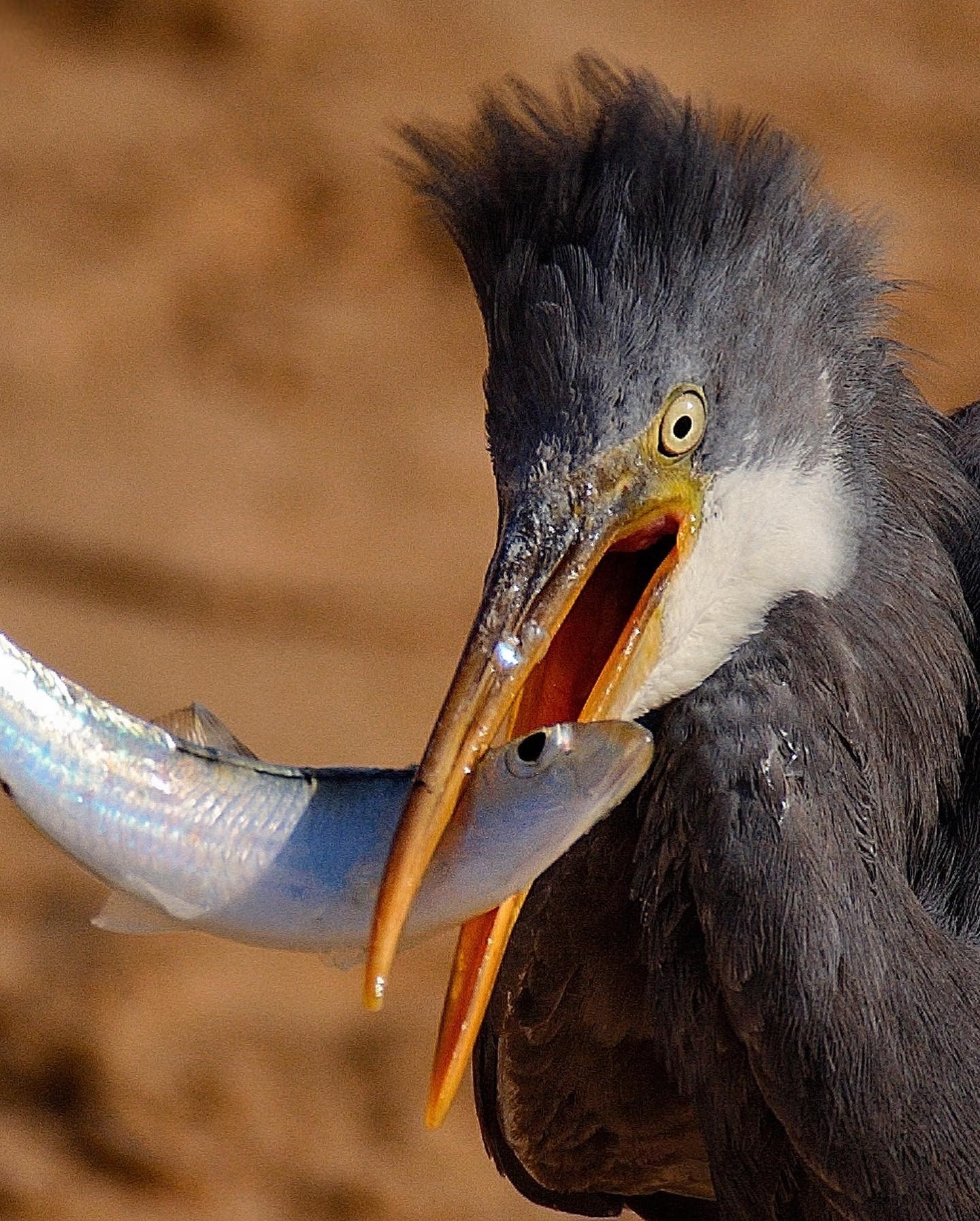 Фотограф Ваших событий 📸