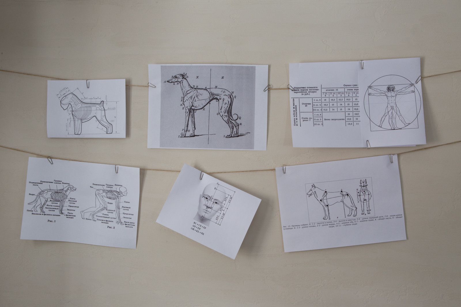 Ольга Кардашова