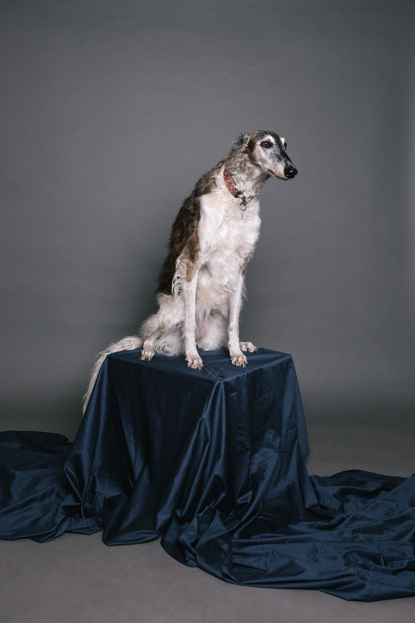 Ольга Кардашова