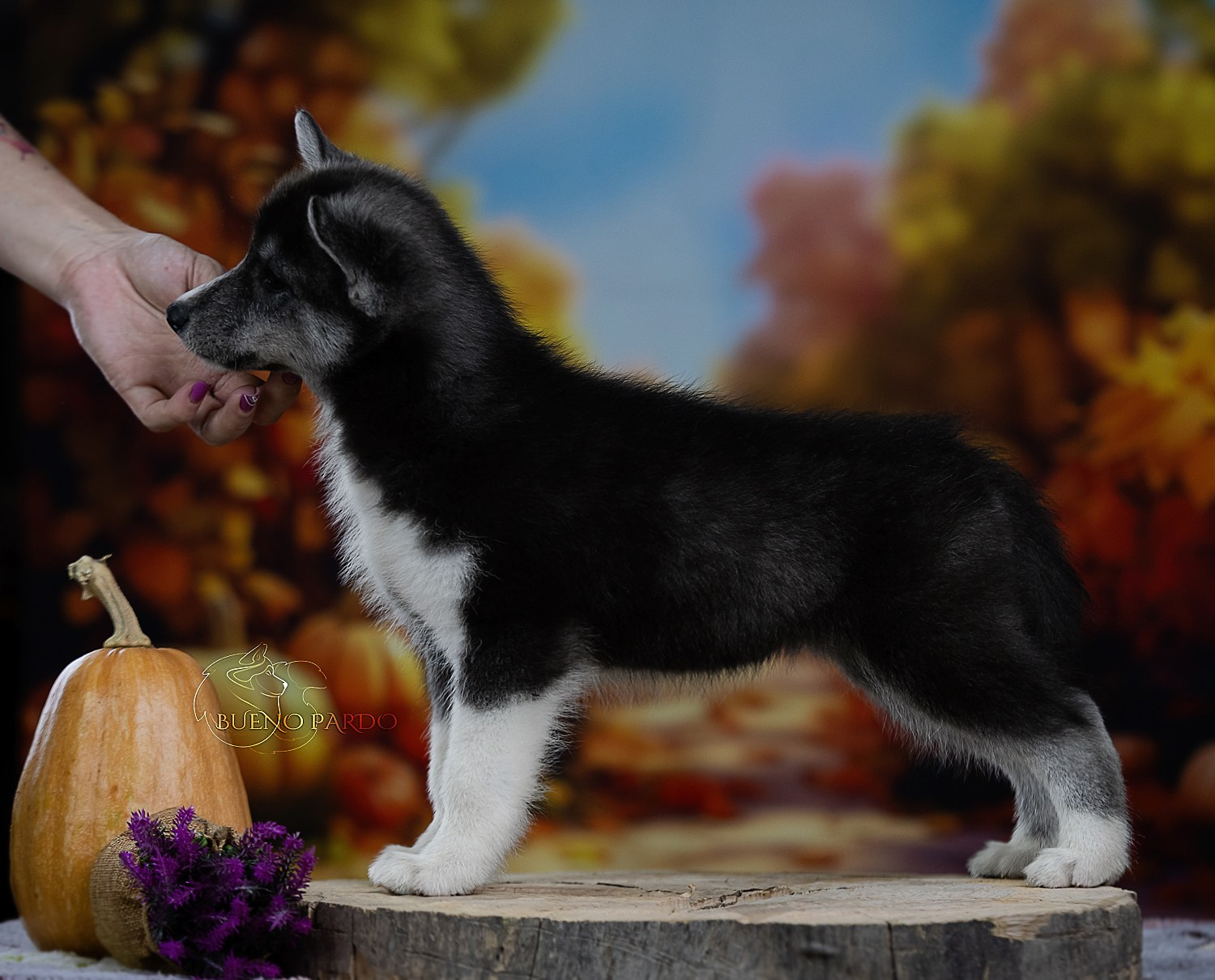 Щенки сибирского хаски из питомника. Питомник собак Акита, Хаски, Корги