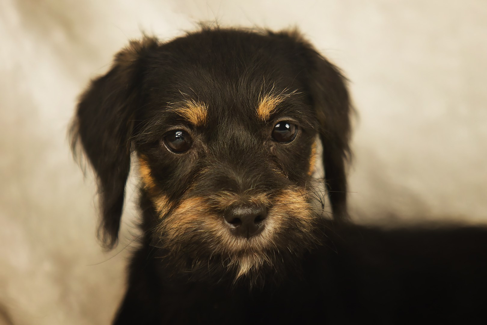 Отзывы. Фотограф-анималист Юлия Зубкова