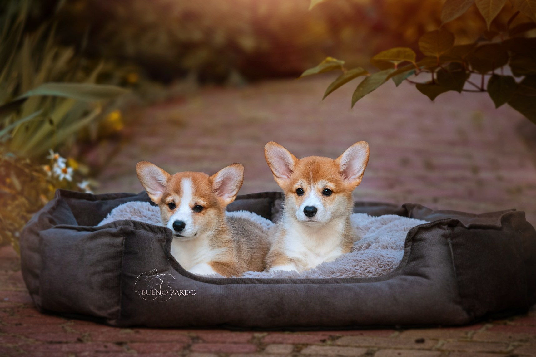 Щенки вельш корги пемброк из питомника. Питомник собак Акита, Хаски, Корги