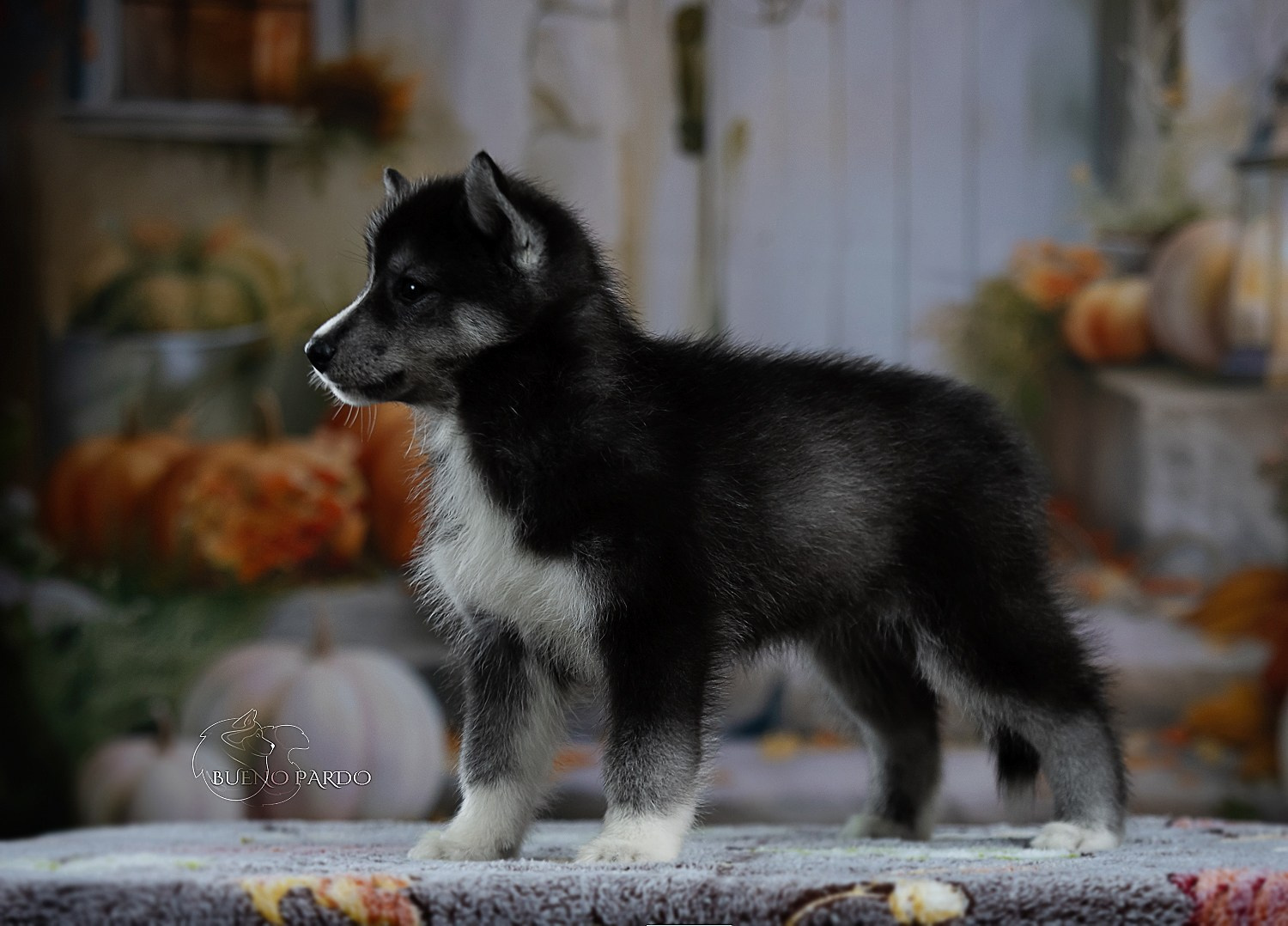 Щенки сибирского хаски из питомника. Питомник собак Акита, Хаски, Корги