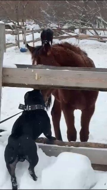 Дети Вела. ПИТОМНИК СОБАК ПОРОДЫ АМЕРИКАНСКИЙ БУЛЛИ