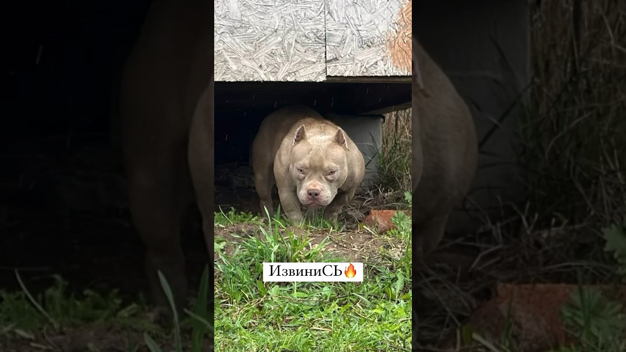 Minie Mouse. Питомник американских булли Bounty Pride Bully