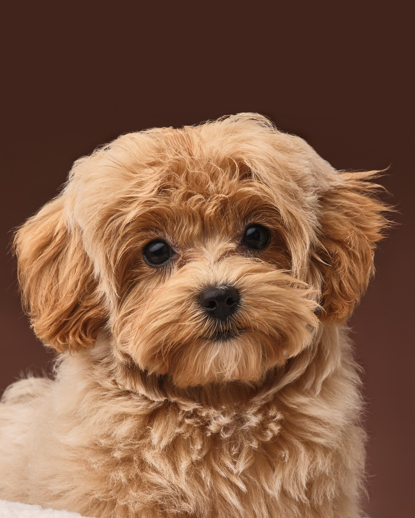 Фото с животными. Фотограф в Москве — Галунина Кристина