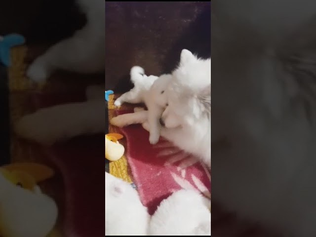 Помет «Р» 04.10.2023 д. р. Самоед Новосибирск