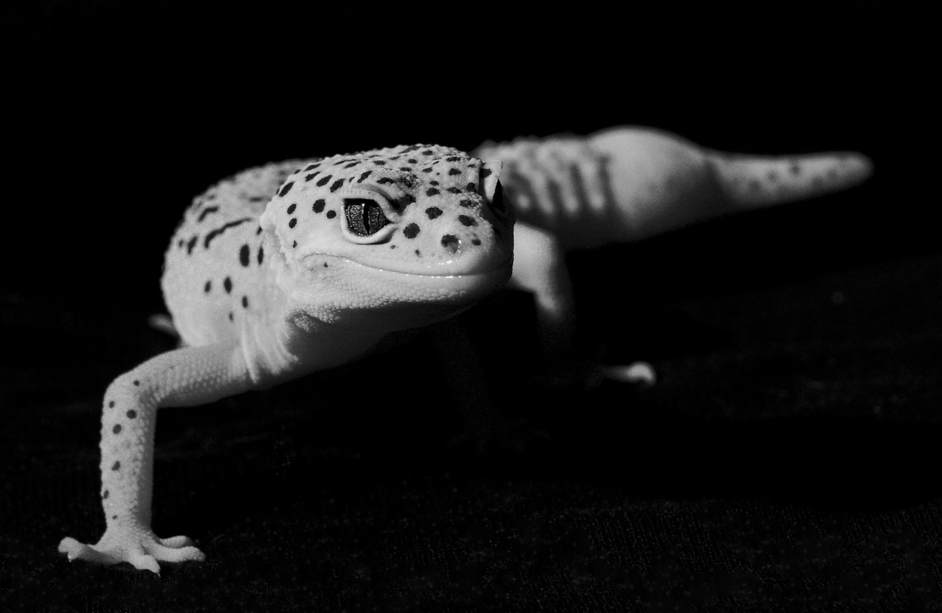 Фотограф анималист, пейзажист, спортивные мероприятия. Новосибирск