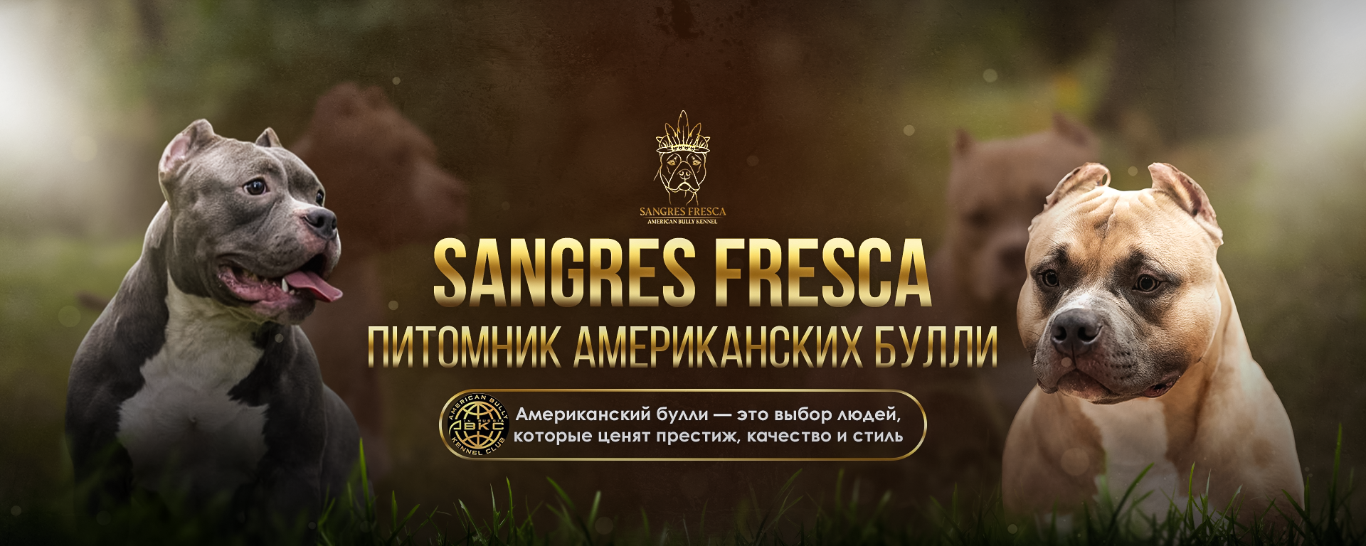 SANGRES FRESCA | Питомник американских булли в Московской области