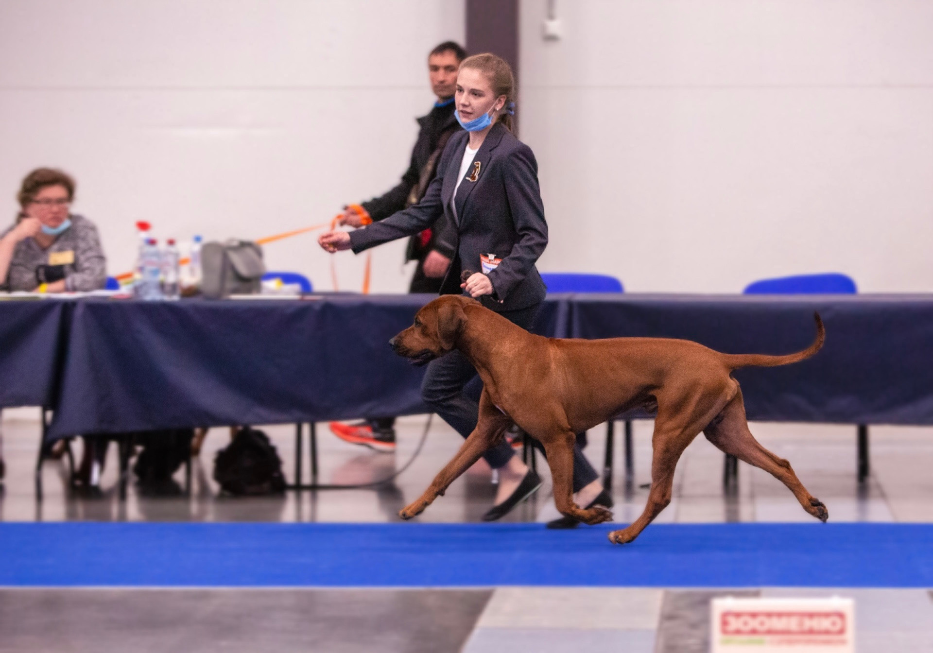 Фотографии родезийского риджбека Adhamas Geni Nala (Алана). Rhodesian ridgeback Adhamas Geni Nala