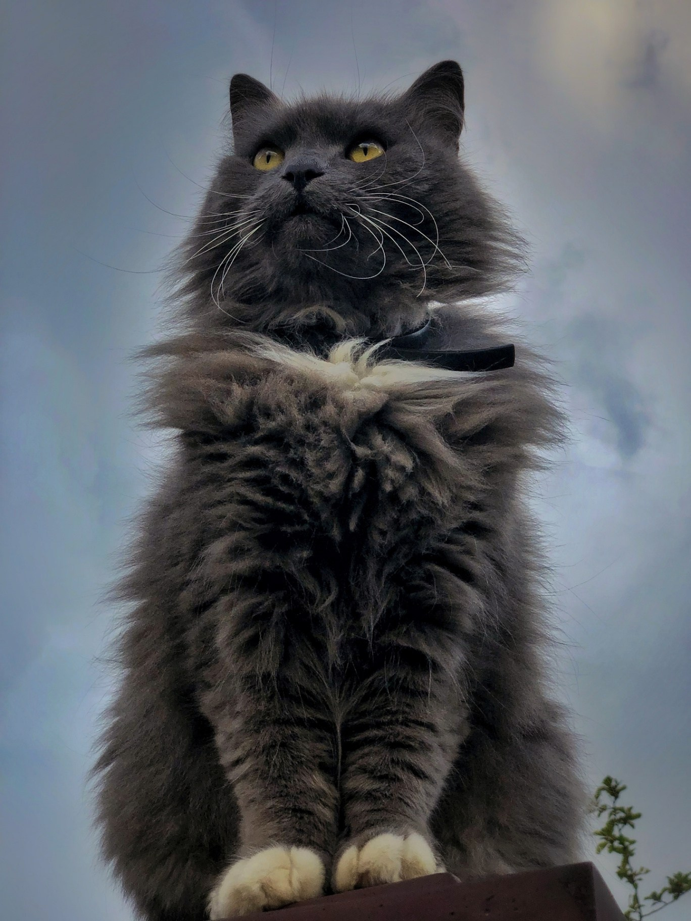 Пушистый серый кот с белыми лапами сидит на заборе