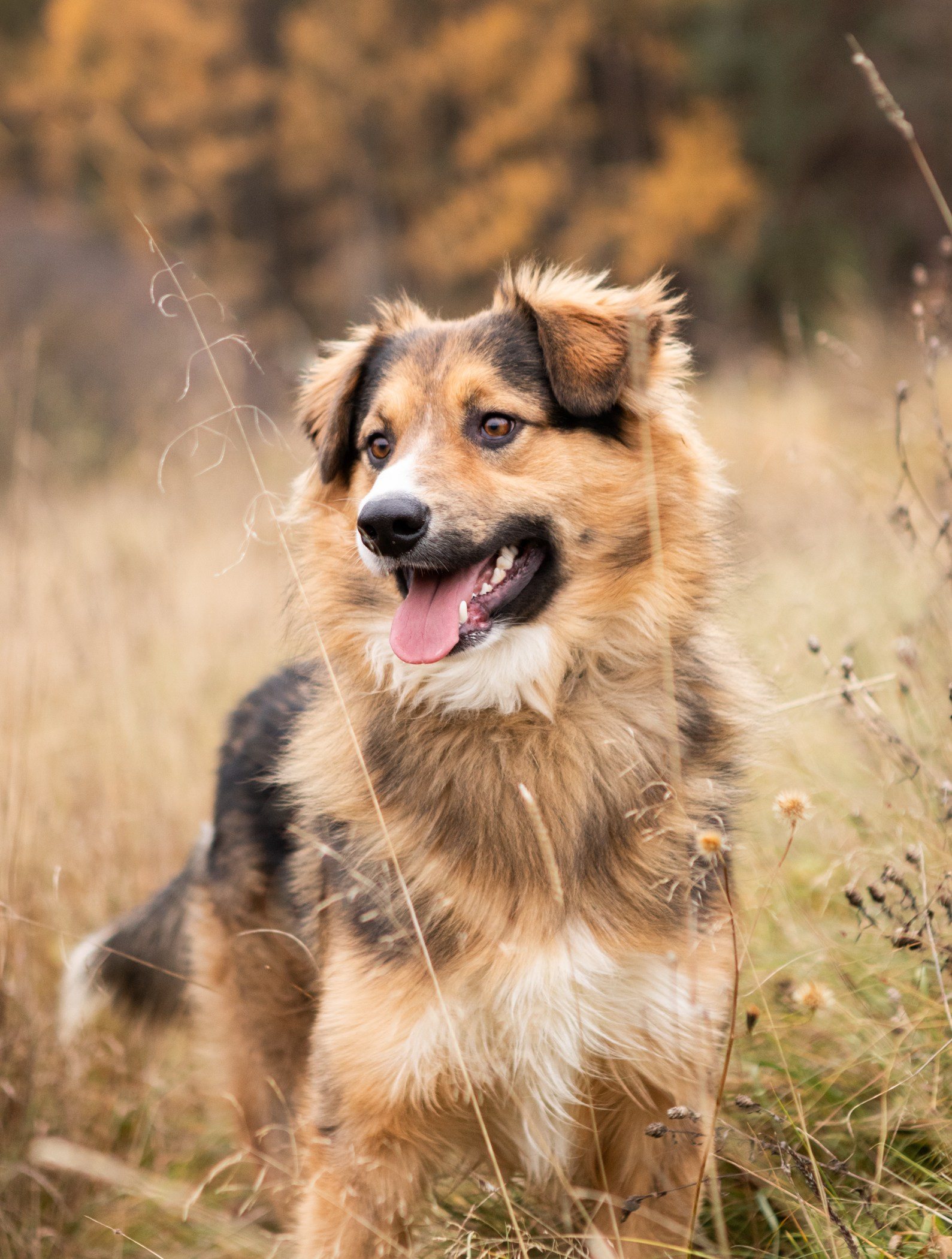 Фотограф-анималист Полина Колкова | Москва