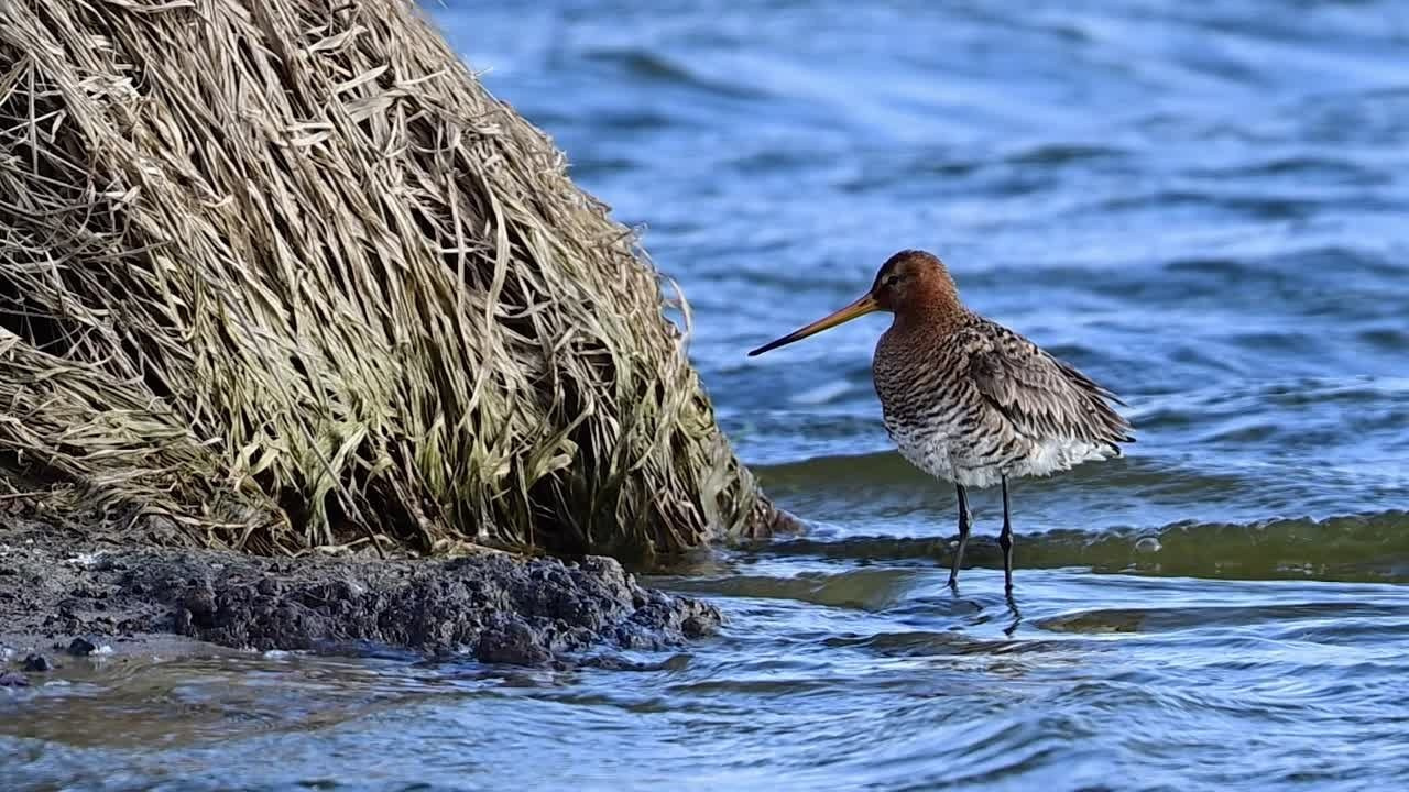 Веретенник. Фотограф Сергей Пупонин