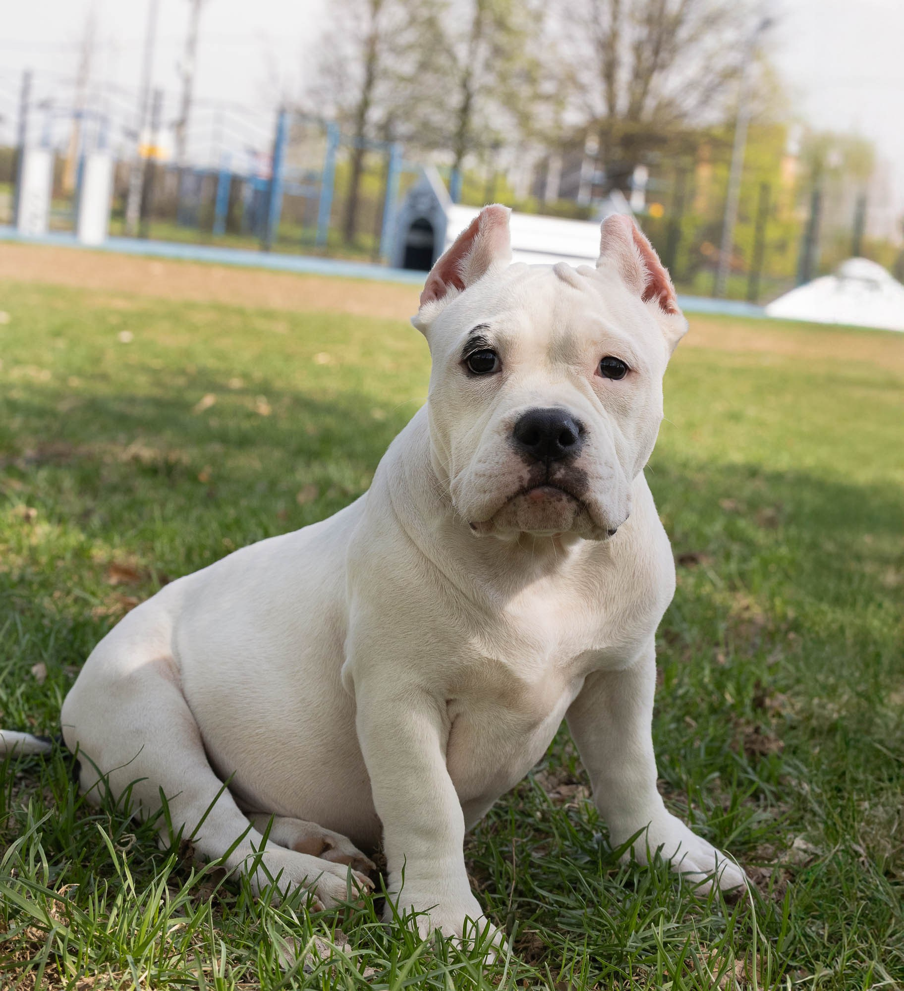 Щенки. Виктория Михайловская. Фотограф-анималист. Москва