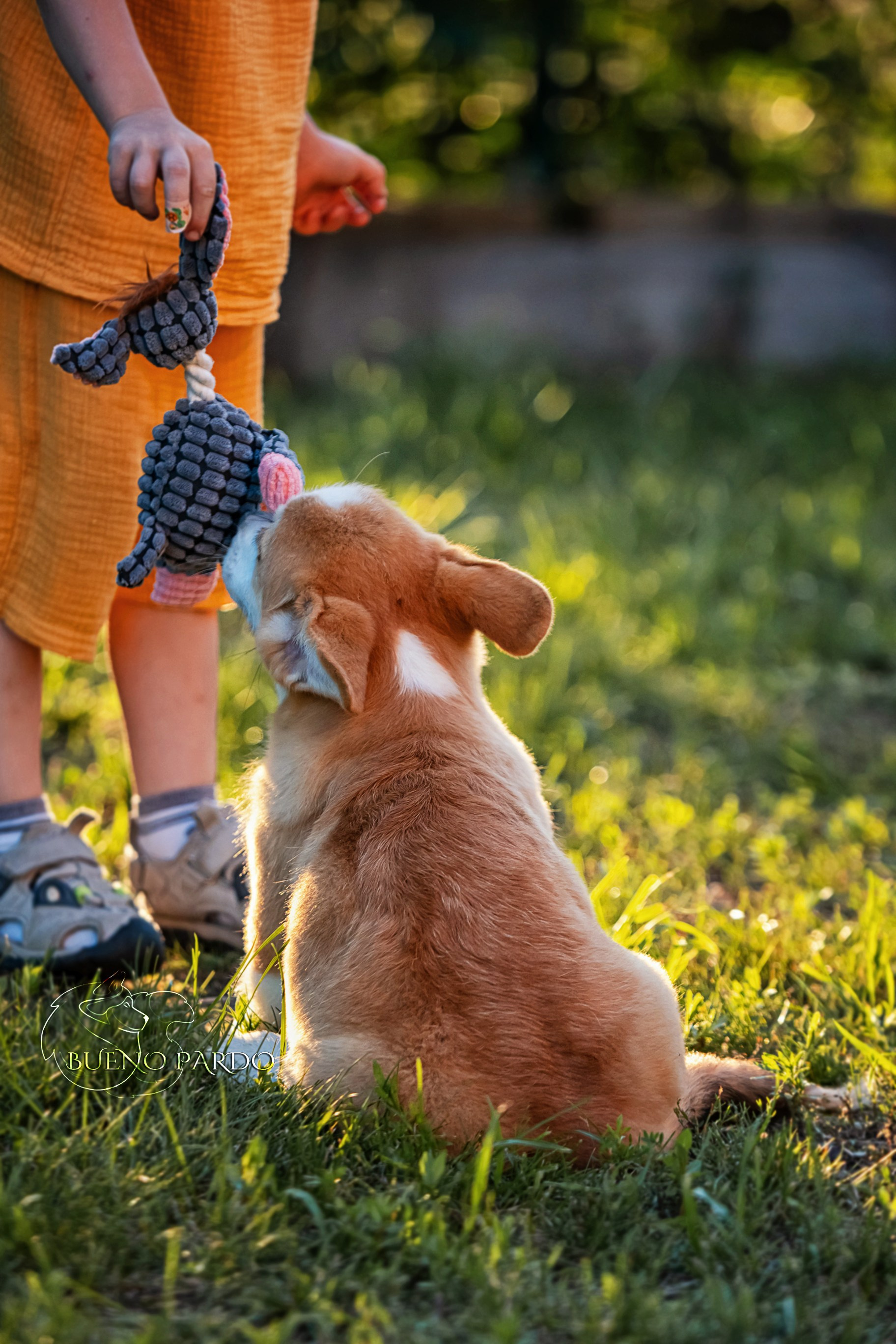 Щенки вельш корги пемброк из питомника. Питомник собак Акита, Хаски, Корги