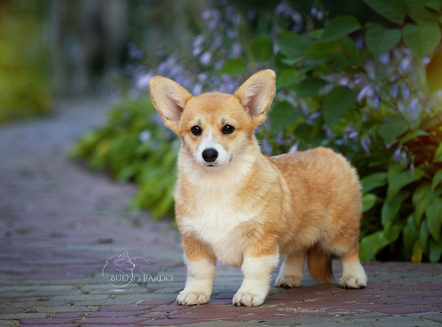 Щенки вельш корги пемброк из питомника. Питомник собак Акита, Хаски, Корги